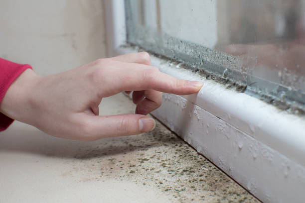 Best Mold Damage Restoration  in East Brooklyn, CT