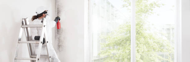  East Brooklyn, CT Mold Removal Pros